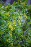 Berberis amurensis. Ветви с соцветиями. Приморский край, о-в Пахтусова, приморский луг. 29.05.2016.