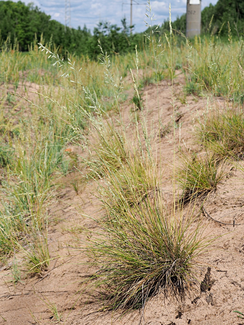Изображение особи Festuca polesica.