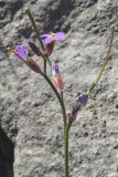 Arabis verna