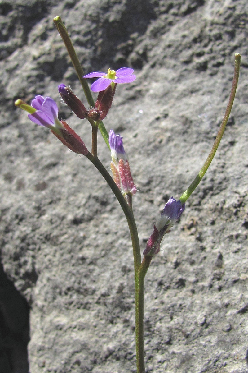 Image of Arabis verna specimen.