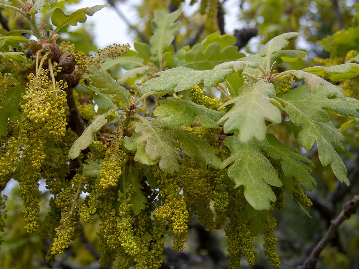 Image of Quercus pubescens specimen.