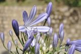 Agapanthus africanus. Часть соцветия с цветком и бутонами. Вьетнам, пров. Ламдонг, окр. г. Далат, курорт \"Dalat Wonder\", парк, в культуре. 16.02.2026.