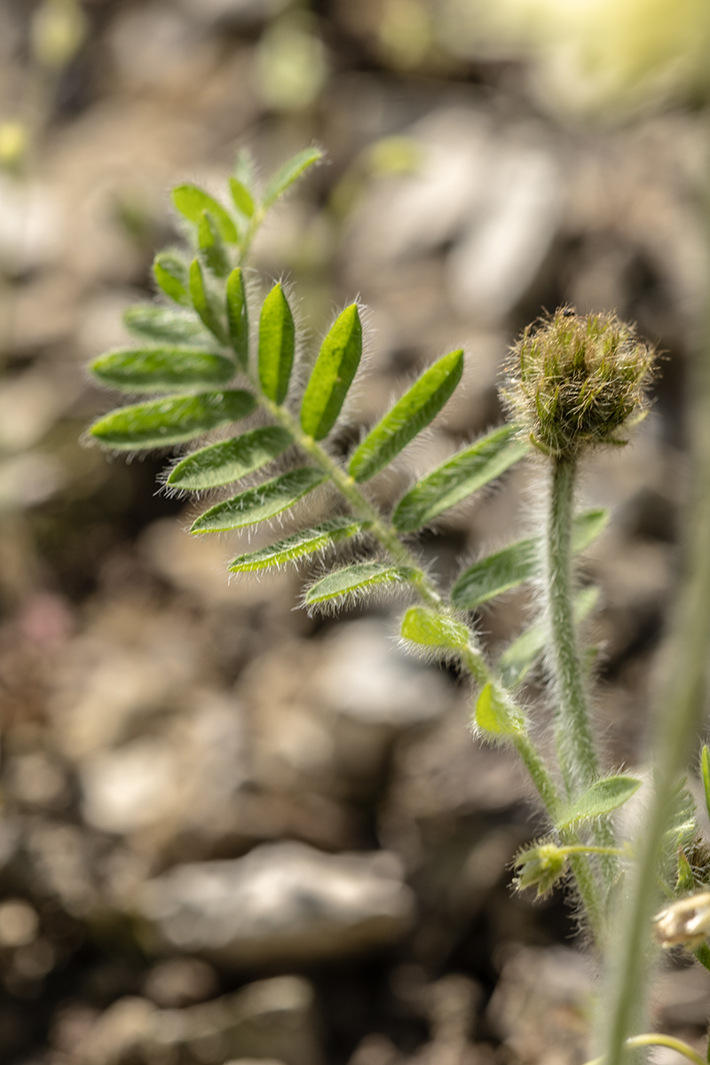 Изображение особи семейство Fabaceae.