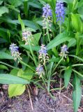 Muscari armeniacum