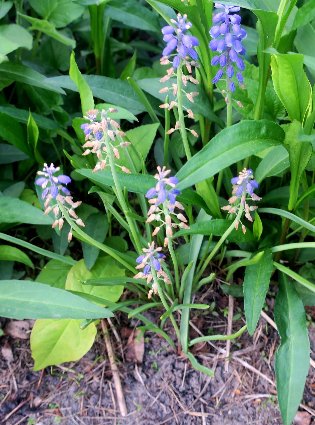 Изображение особи Muscari armeniacum.