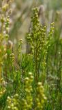 Artemisia salsoloides