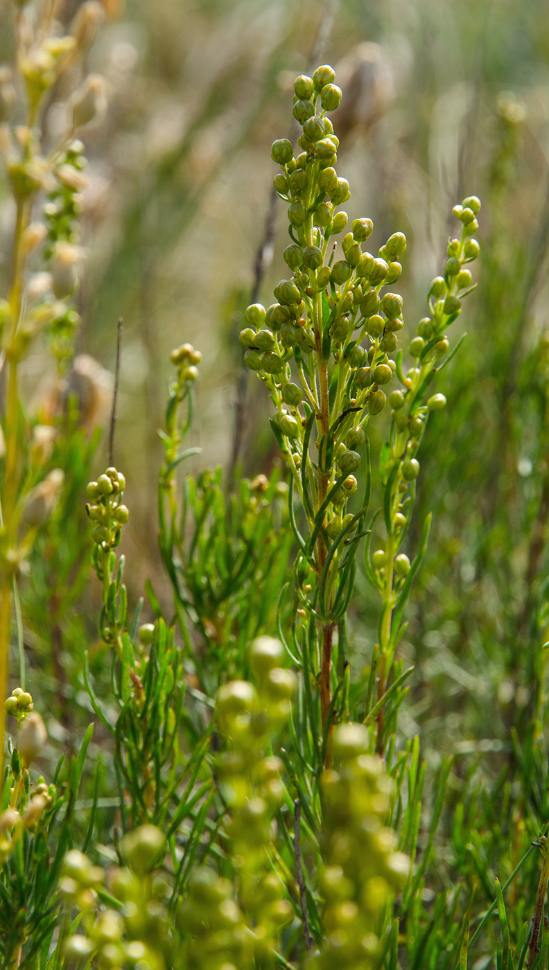 Image of Artemisia salsoloides specimen.