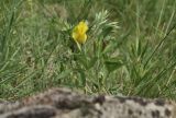 род Chamaecytisus