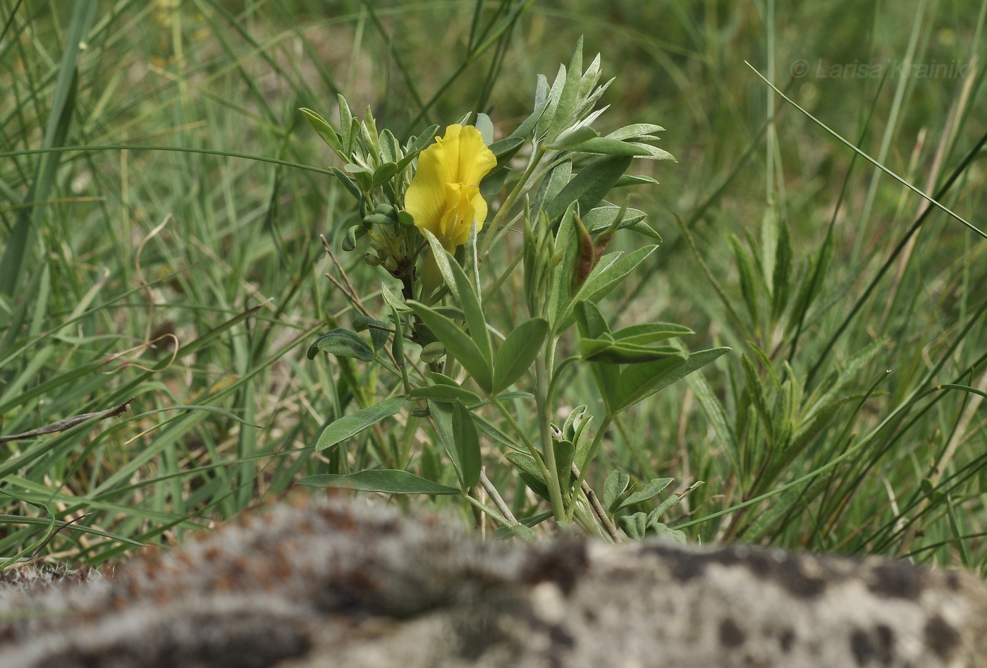 Image of genus Chamaecytisus specimen.