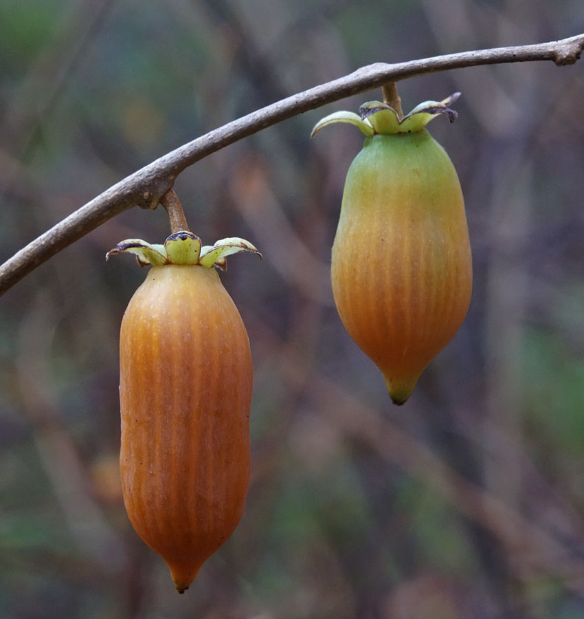 Изображение особи Actinidia polygama.