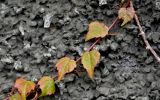 Parthenocissus tricuspidata. Часть побега с усиками с присосками. Португалия, о-в Мадейра, г. Фуншал, в культуре. 09.06.2026.