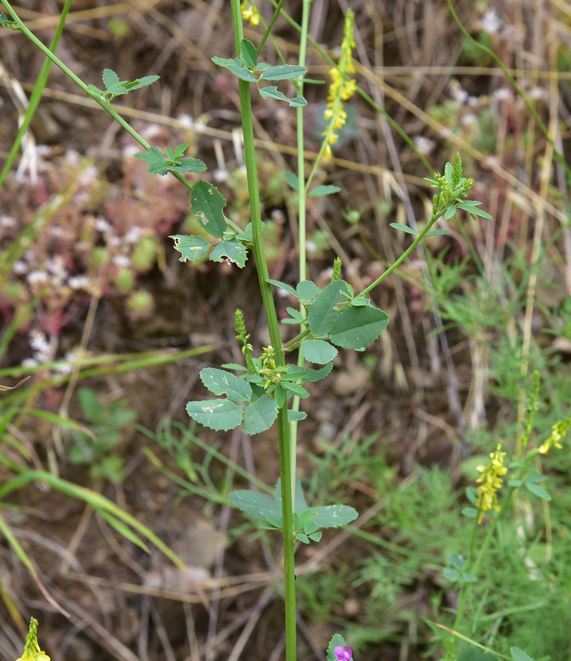 Image of genus Melilotus specimen.