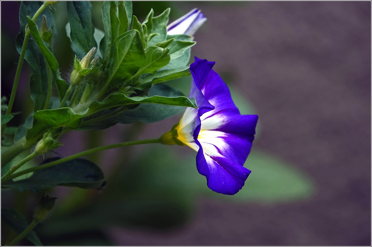 Image of Convolvulus tricolor specimen.