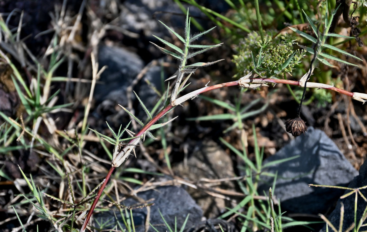 Image of Cynodon dactylon specimen.