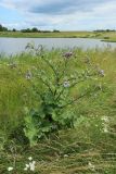 Arctium tomentosum. Цветущее растение. Беларусь, Витебская обл., окр. дер. Местечко, разнотравно-злаковый суходольный луг у берега озера. 16.07.2026.