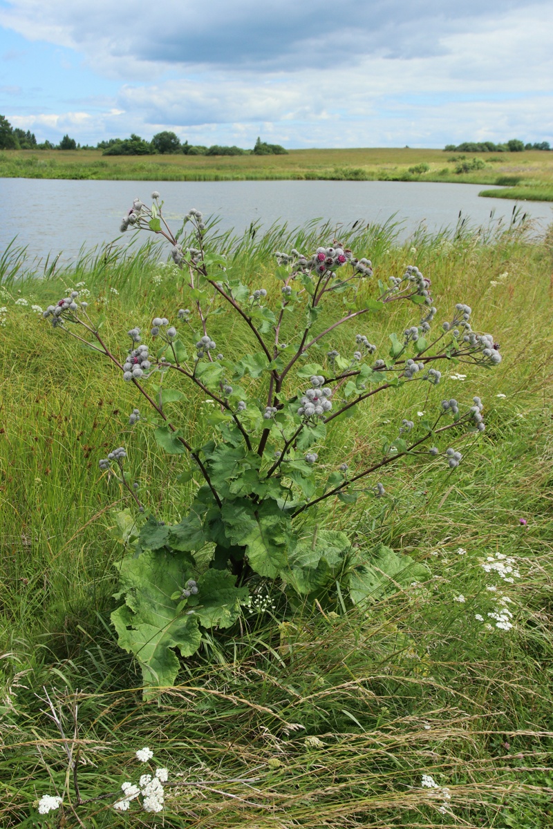 Изображение особи Arctium tomentosum.