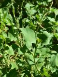 genus Rumex. Лист и развивающееся соцветие. Турция, ил Артвин, у стены храма Отхта, луг. 13 июня 2026 г.