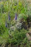 Veronica spicata subspecies bashkiriensis. Цветущие растения в сообществе с Thymus, Aster serpentimontanus, Polygonatum odoratum и Poaceae. Башкортостан, Абзелиловский р-н, Ташбулатовский сельсовет, хр. Кыктытау, задернованный каменистый склон. 11 июня 2025 г.