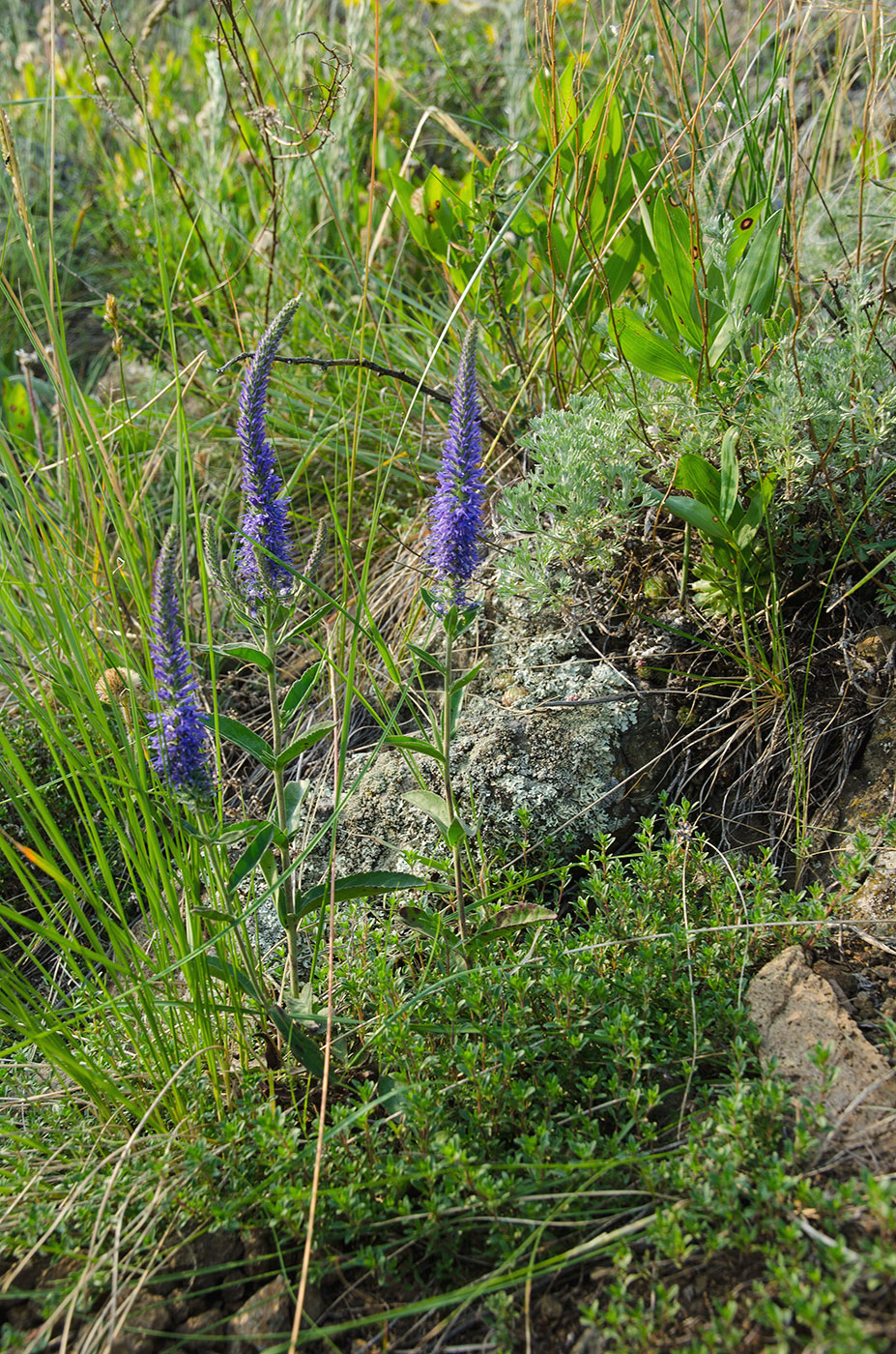 Изображение особи Veronica spicata ssp. bashkiriensis.