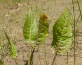 genus Rumex. Прикорневые листья. Дагестан, Докузпаринский р-н, окр. с. Куруш, дол. р. Чехычай, на обсохшем дне небольшого озера в притоке р. Чехычай. 25.07.2026.