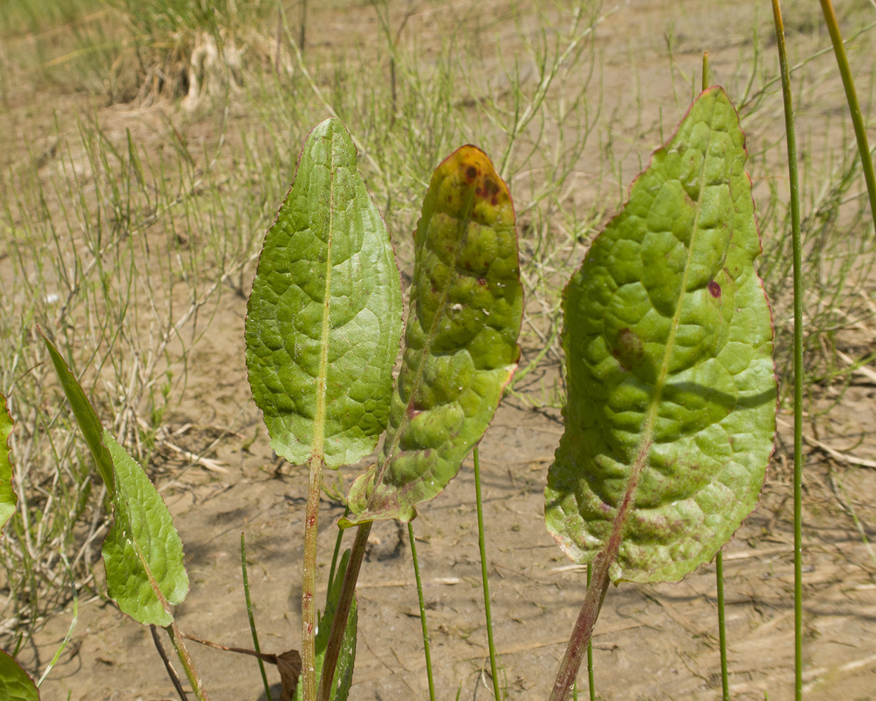 Image of genus Rumex specimen.