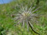 Pulsatilla violacea