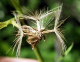 Senecio cannabifolius