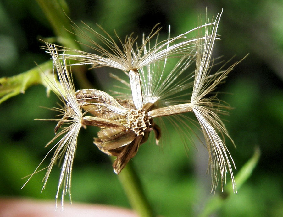 Image of Senecio cannabifolius specimen.