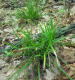 Carex digitata