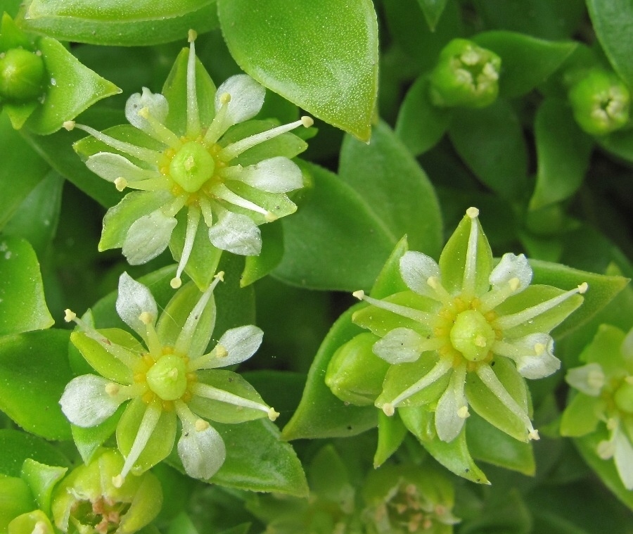 Image of Honckenya peploides ssp. diffusa specimen.