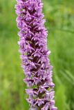 Gymnadenia densiflora