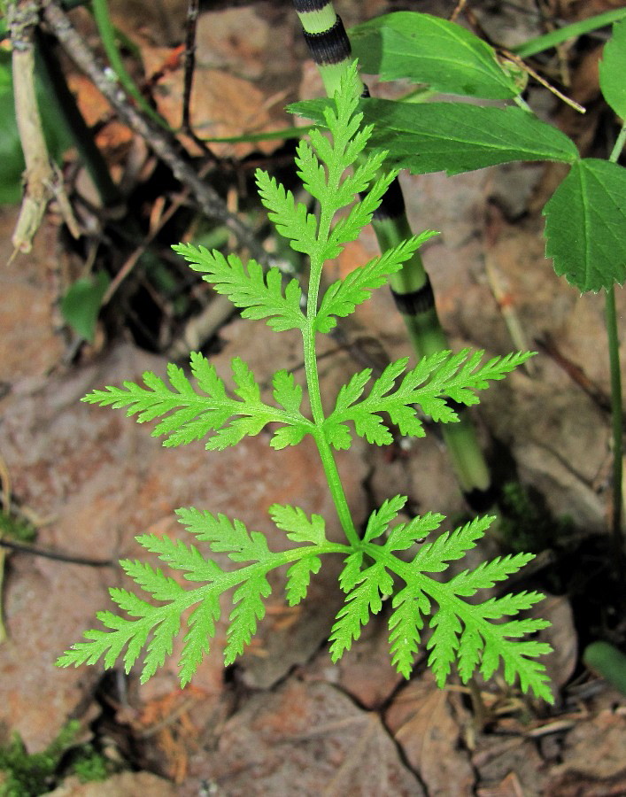 Изображение особи Botrychium virginianum.