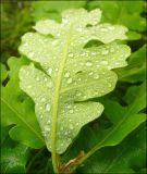 Quercus pubescens
