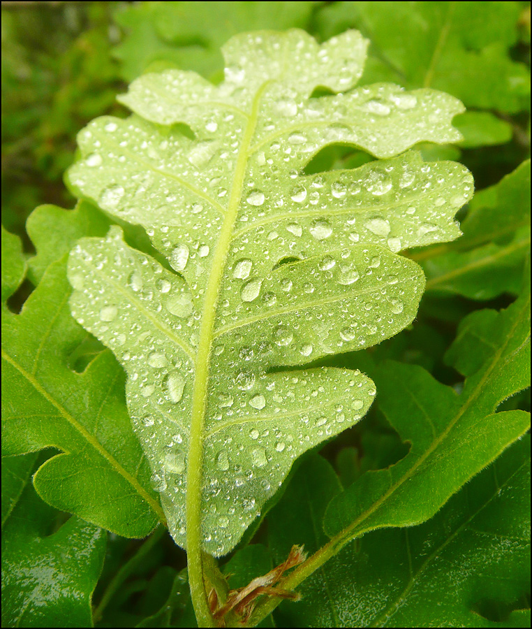 Изображение особи Quercus pubescens.