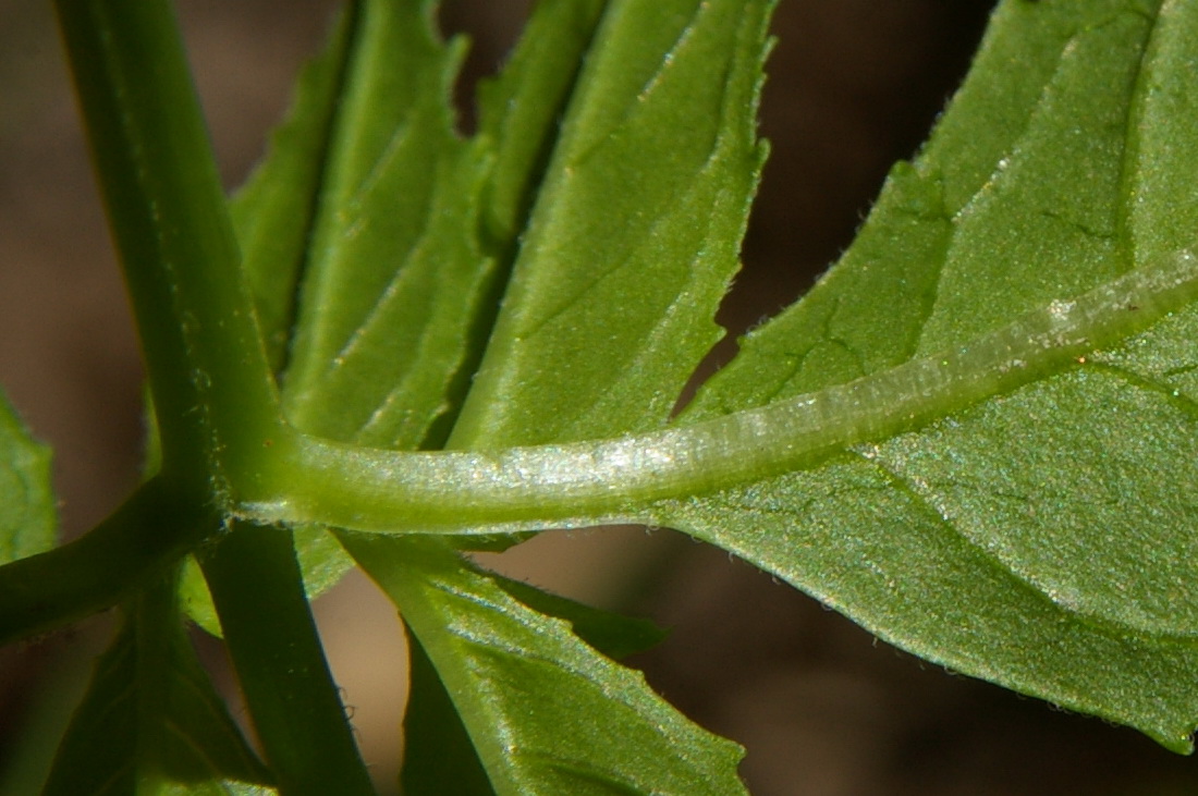 Изображение особи Epilobium consimile.