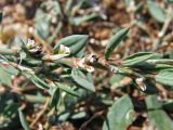 Polygonum maritimum