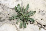 Plantago lanceolata