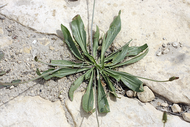 Image of Plantago lanceolata specimen.