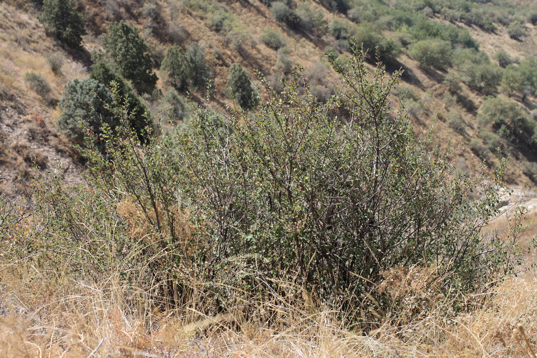 Image of Cotoneaster nummularioides specimen.