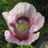 Papaver somniferum. Цветок (вид сверху). Окраина Томска, свалка. 21.09.2011.