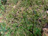 Galium boreale