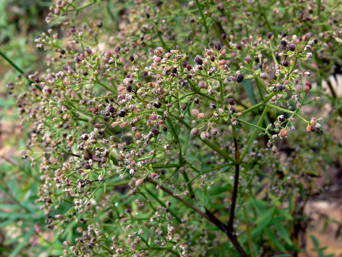 Изображение особи Galium boreale.