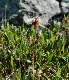 genus Dryas