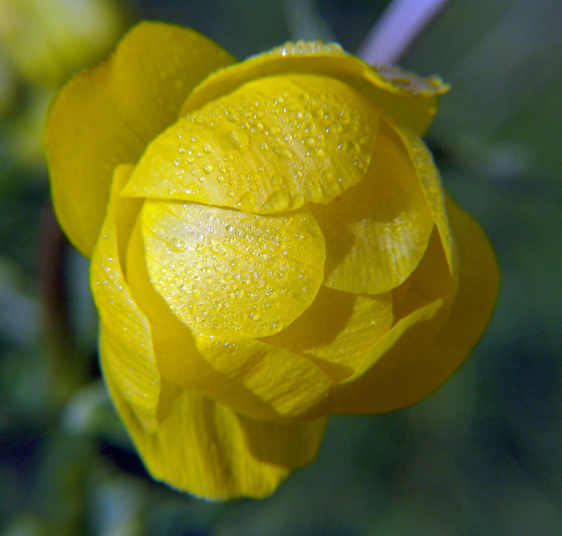 Изображение особи Trollius europaeus.