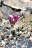 Allium oreophilum. Цветущее растение. Южный Казахстан, Таласский Алатау, ущелье Коксай, высота 2600 м н.у.м. 20.07.2010.