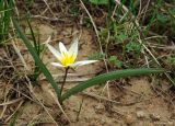 Tulipa dasystemonoides