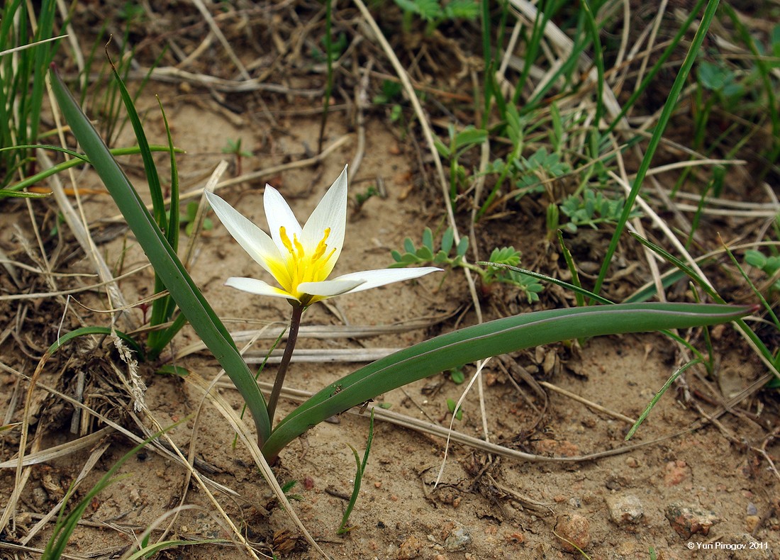 Image of Tulipa dasystemonoides specimen.