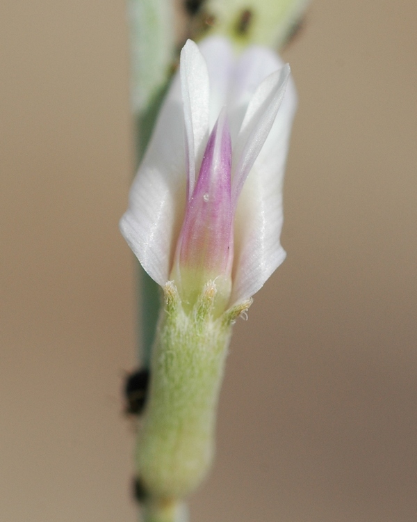 Image of Astragalus cognatus specimen.