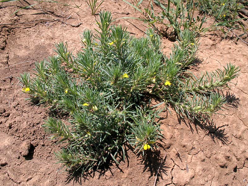 Image of Ajuga chia specimen.