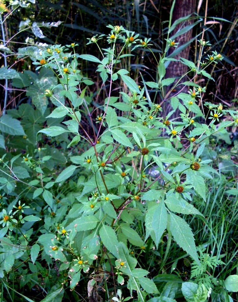 Image of Bidens frondosa specimen.